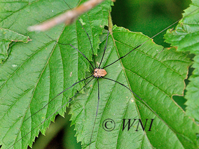 Leiobunum nigropalpi (Sclerosomatidae)